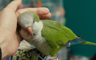 Pet Care Gazte: Stay Informed about the Latest Pet Care Trends