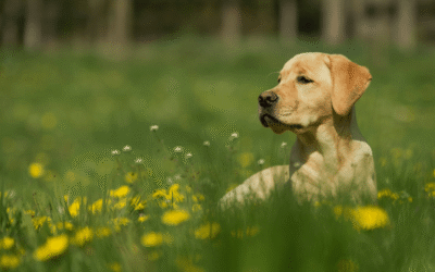 Pet Care Chronicles: Stories, Tips, and Inspiration for Pet Lovers