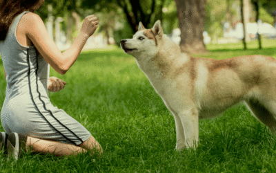 Adventures in Pet Adoption: Stories of Love and Second Chances